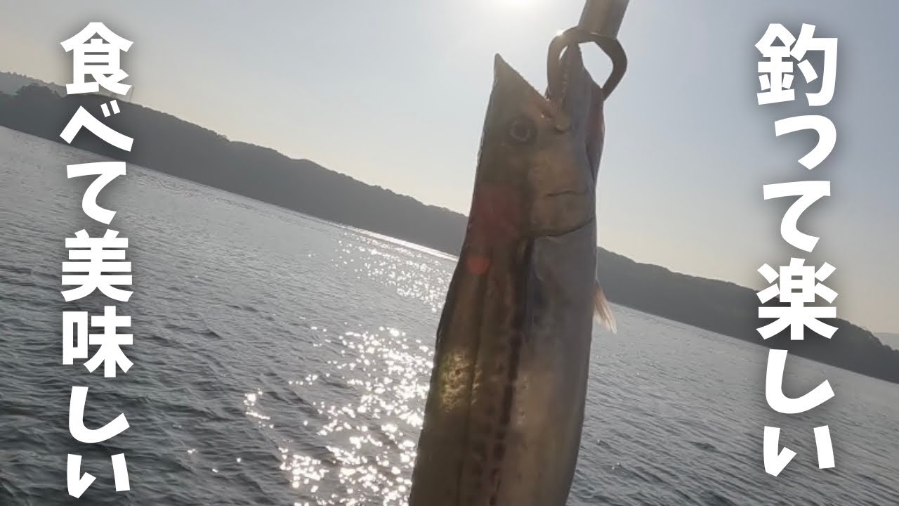 釣って楽しい食べて美味しいお魚さん