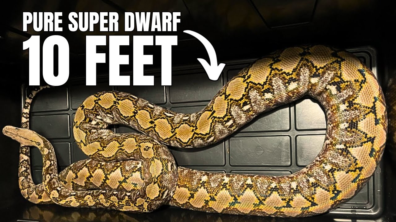 How Big Do Super Dwarf Reticulated Pythons Get?