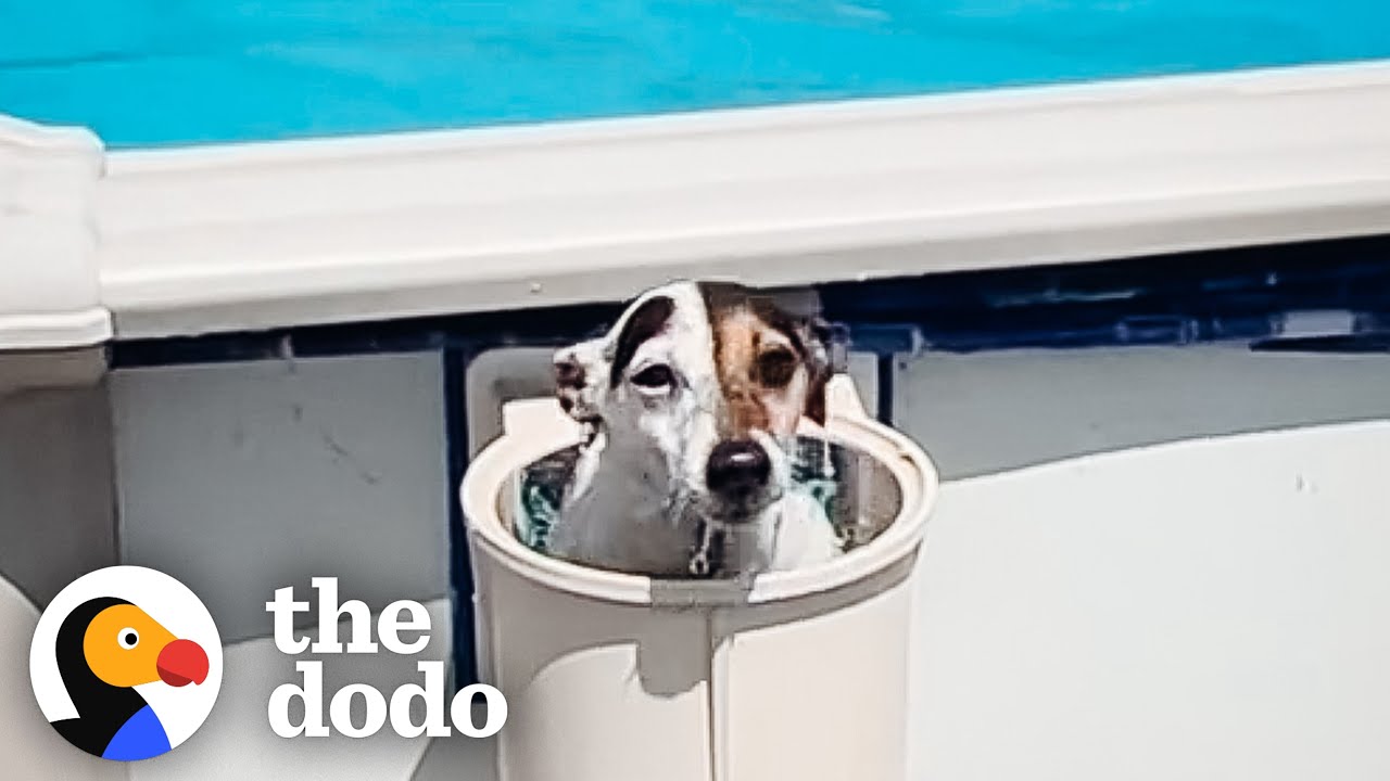 Джек-рассел-терьер — начальница, одержимая своим бассейном | The Dodo