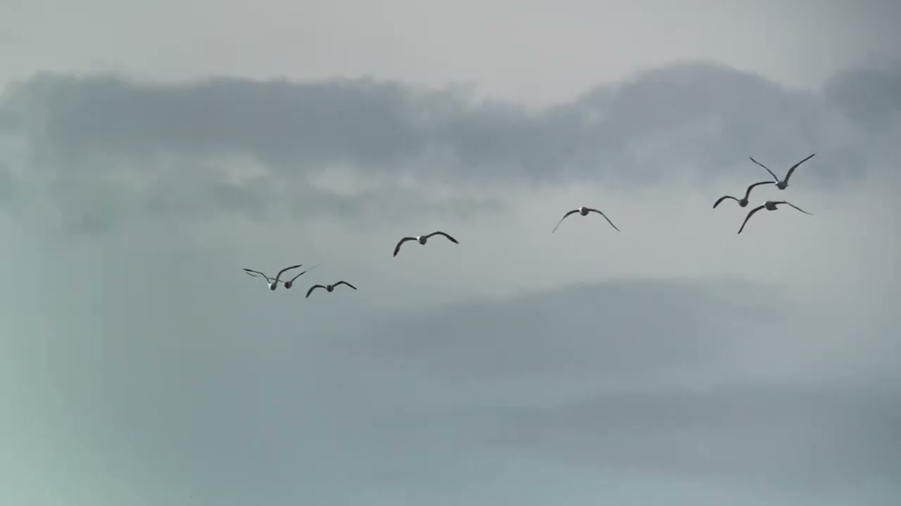 Måssträck vid Fegensjön (Hl).