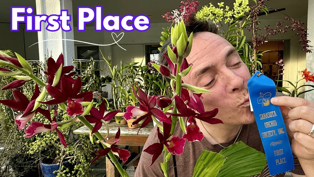 I'm the Orchid Grand Champion and Here's My Secret