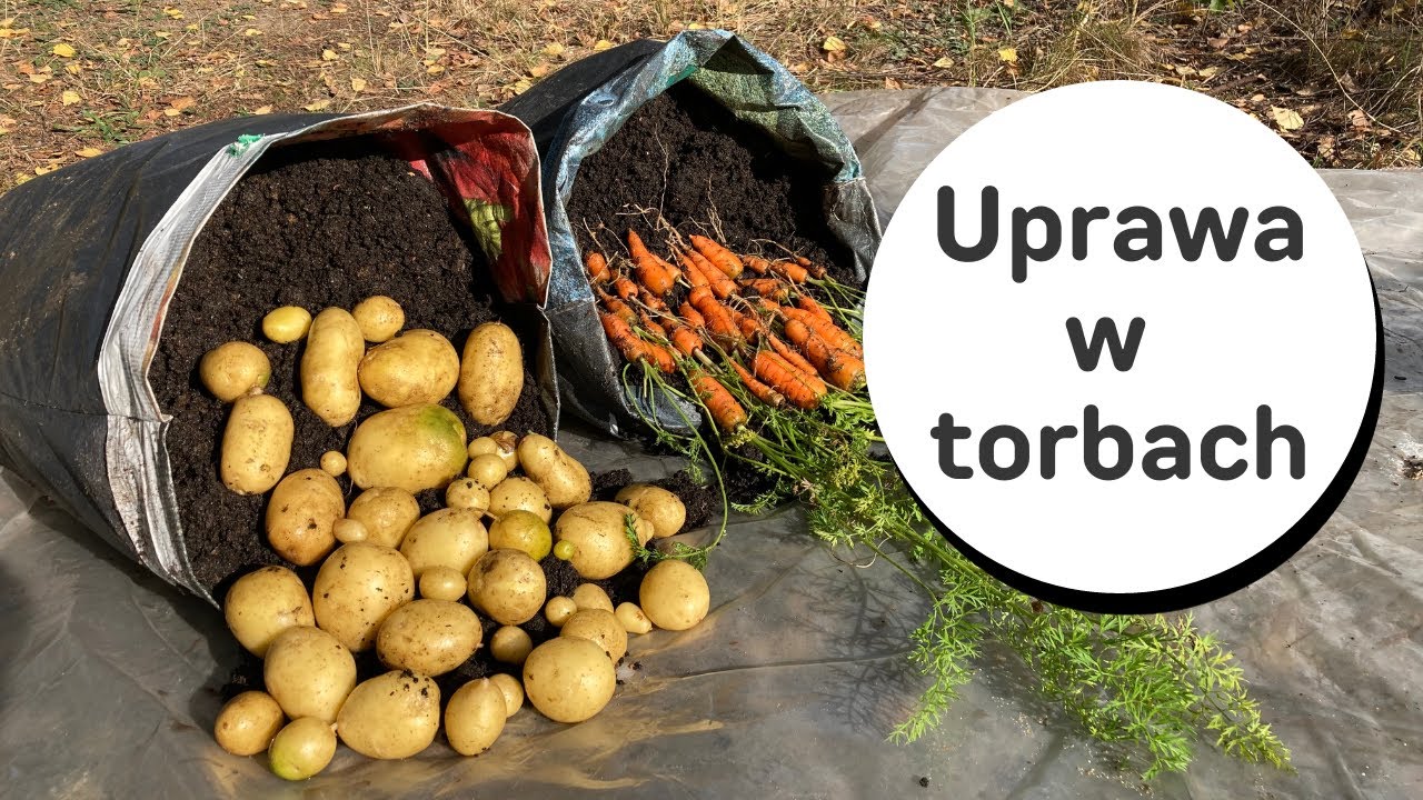 🥔Ziemniaki 🥕marchew NIESPODZIEWANY ZBIÓR, wykopki warzyw uprawianych w torbach 🪴Uprawa w pojemnikach