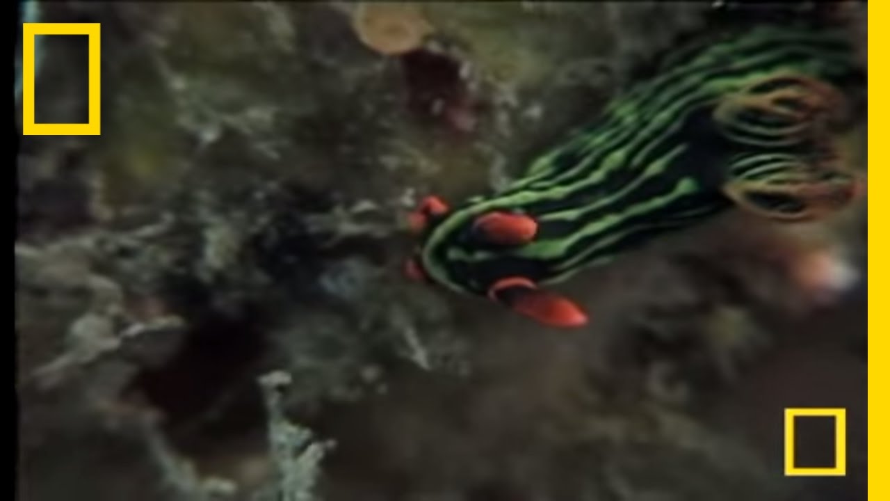 Nudibranch Sea Slugs | National Geographic