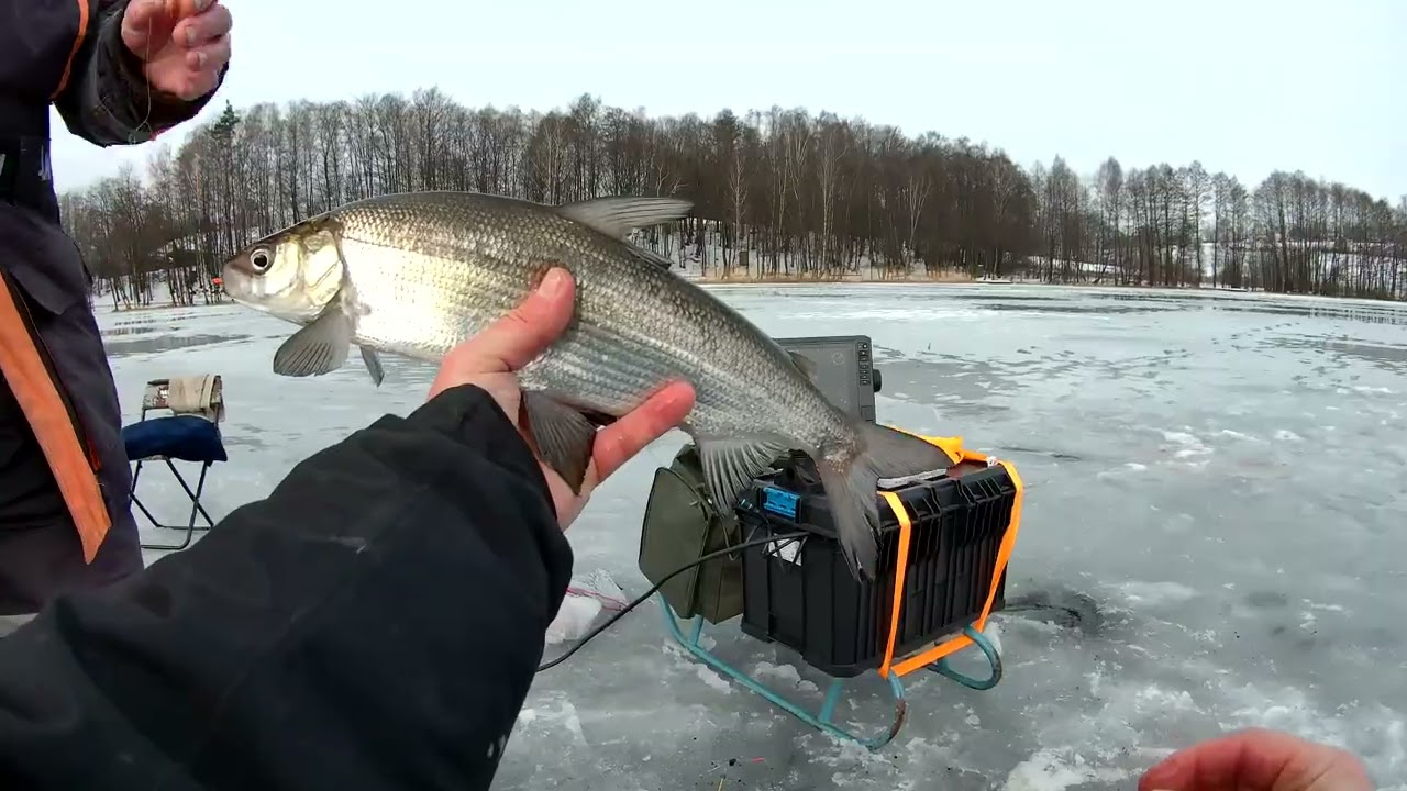 Pierwsza sieja spod lodu na mormyszkę