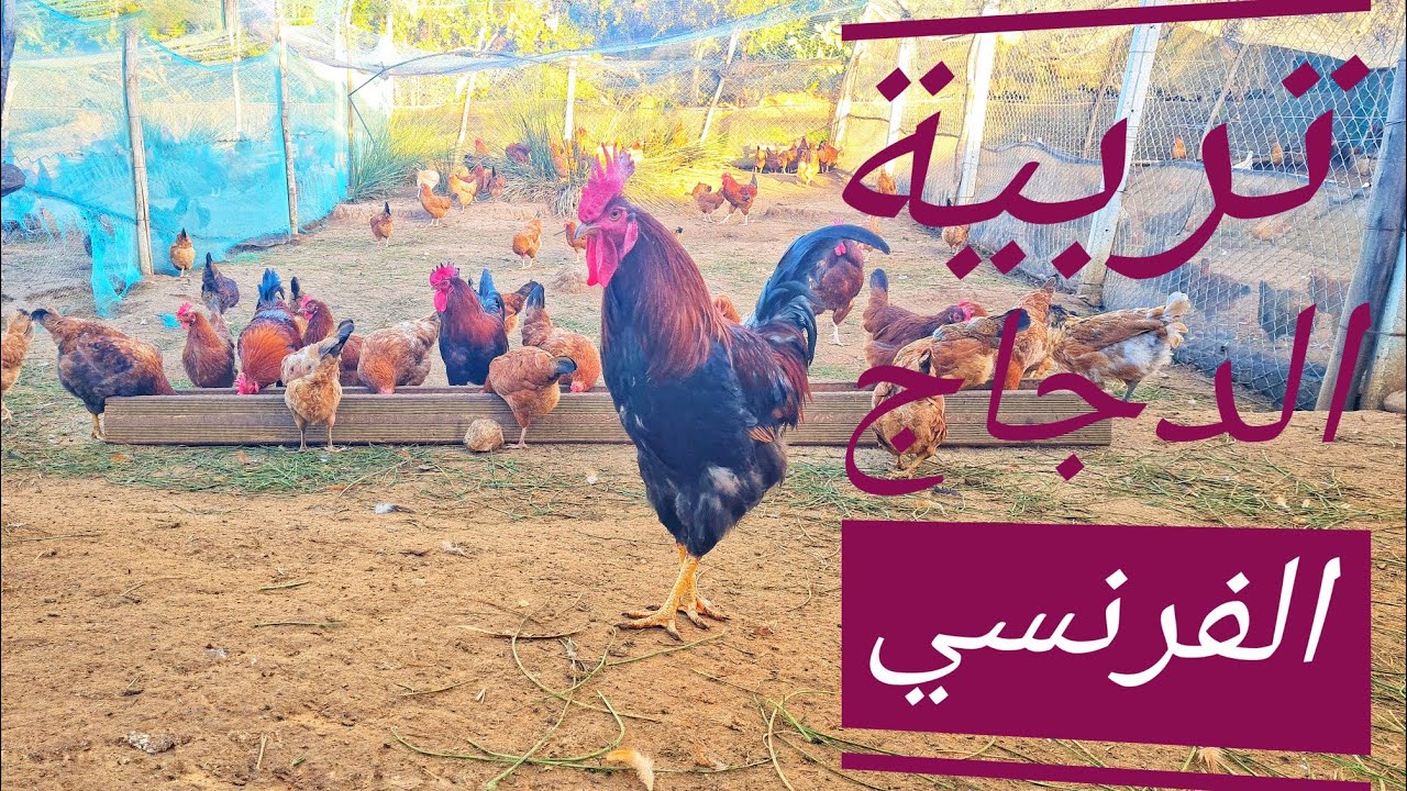 قطيع الدجاج الفرنسي في المزرعة/ شوفو القطيع بعد تساقطات المطرية 