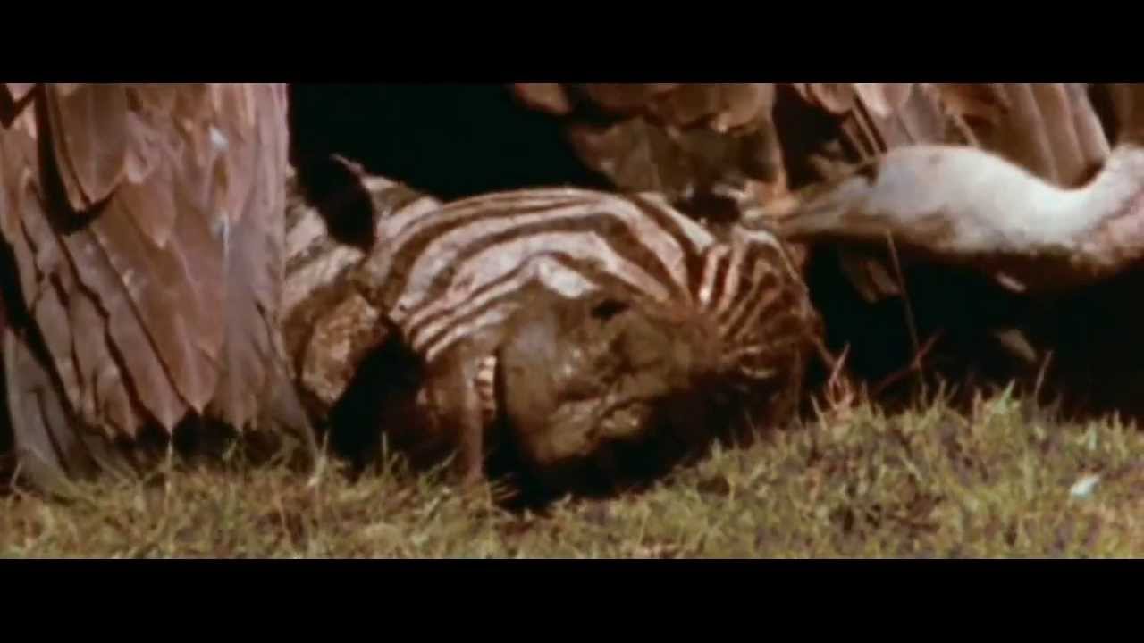 Strange Wilderness All Documentarys