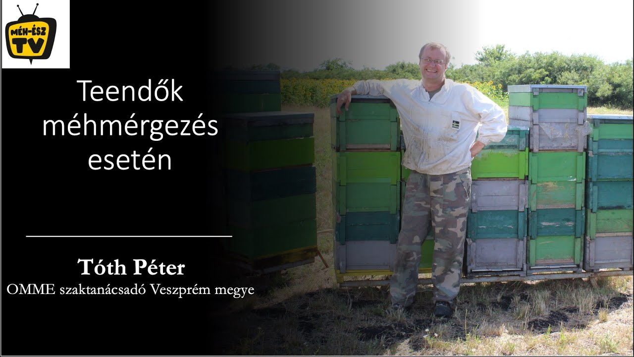 Teendők méhmérgezés esetén - Tóth Péter 2021