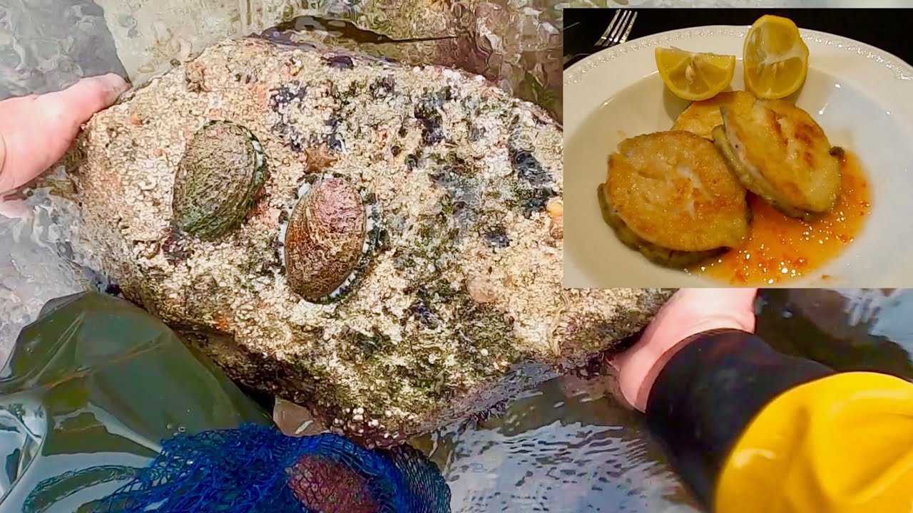 COASTAL FORAGING - Wild abalone Catch Clean Cook 
