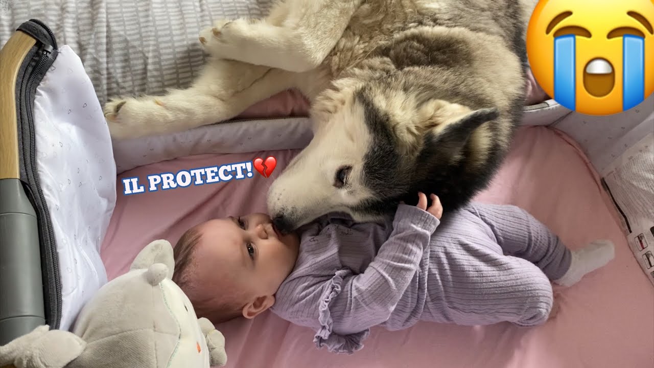 Husky Just Wants To Protect My Baby!!..😭. [CUTEST REACTION EVER!!]