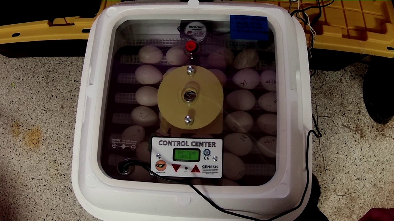 'The World's Best Small Incubator' - Hovabator 1588 Review