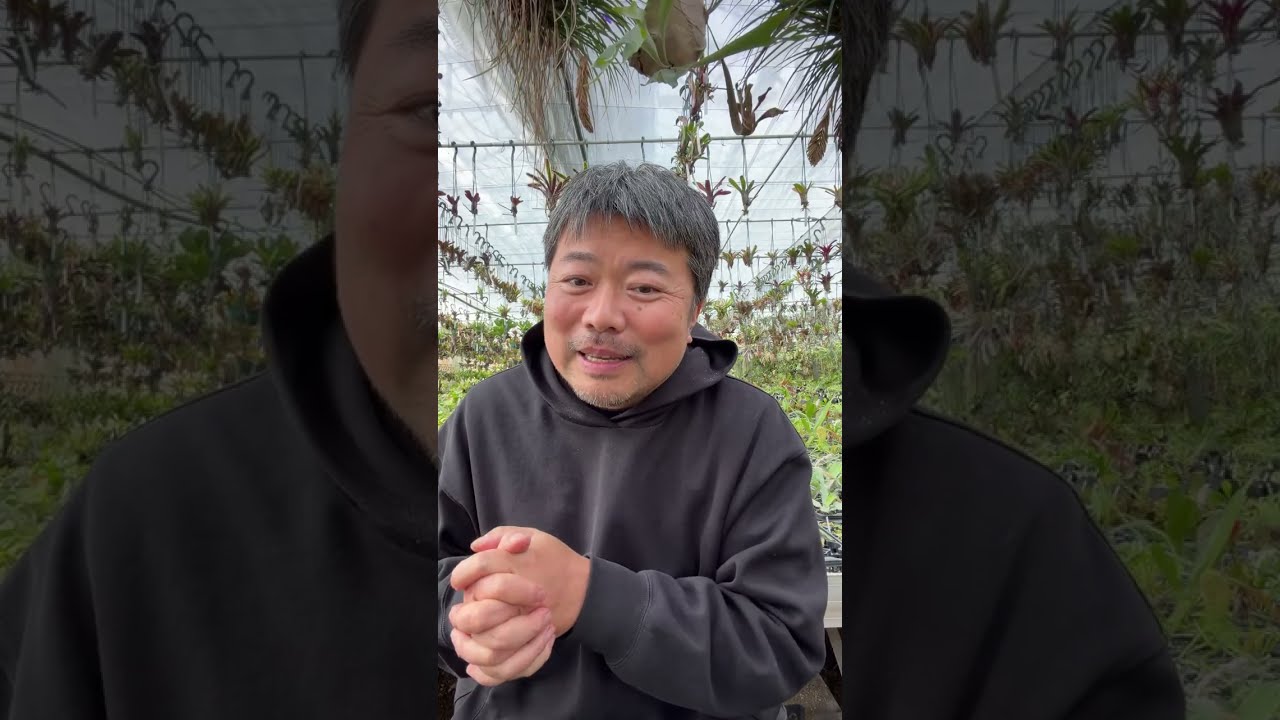 今日もコツコツ親株