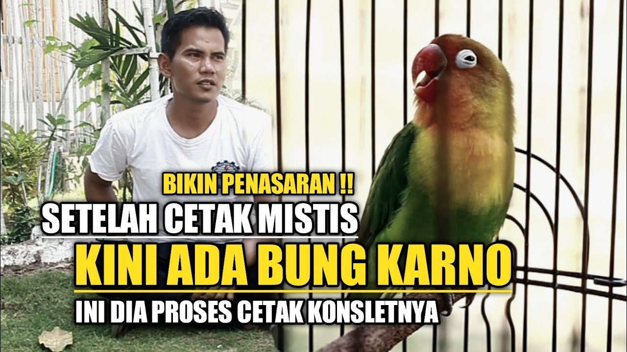INI DIA PROSES KONSLET LOVEBIRD BUNG KARNO YANG SELAMA INI JADI PERTANYAAN BANYAK ORANG