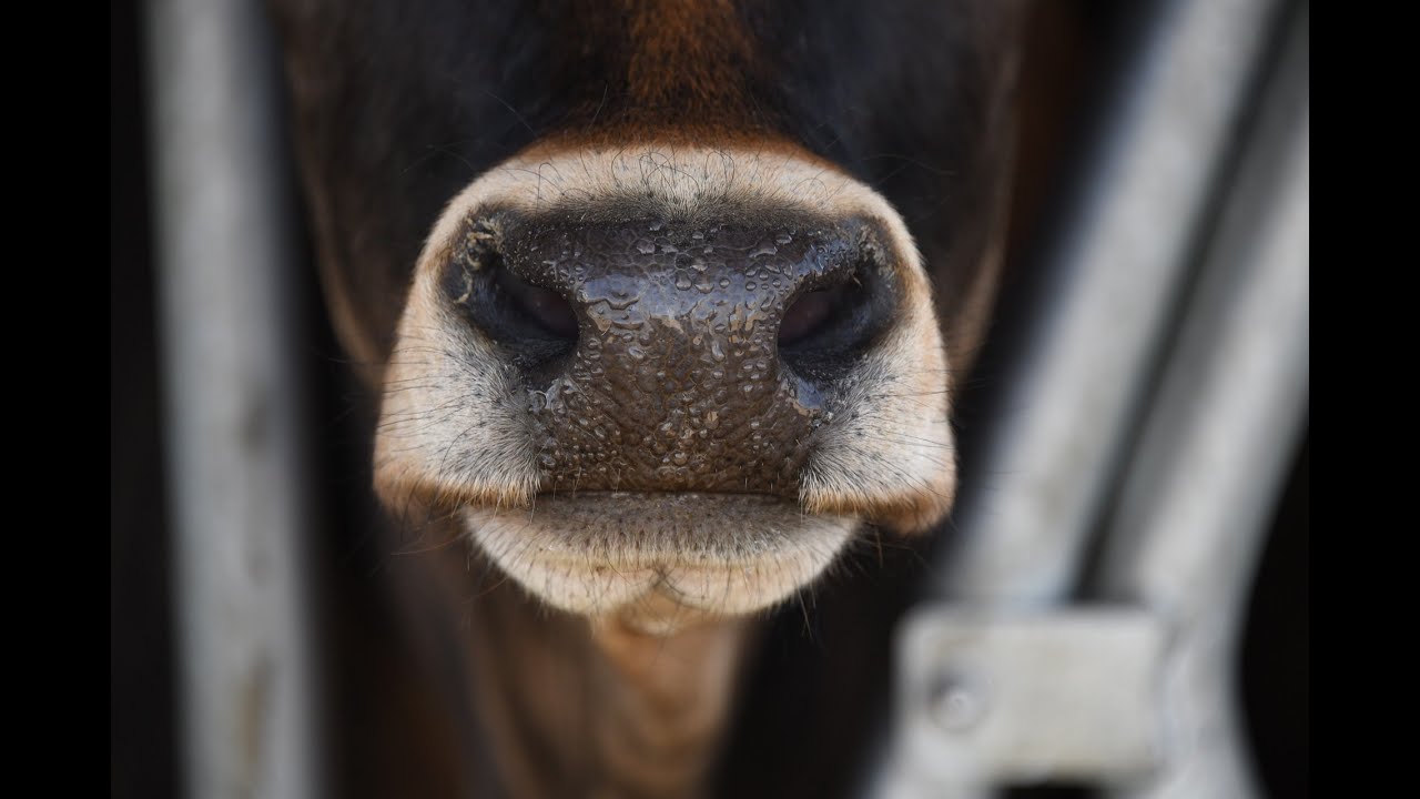 1 hour of silence occasionally broken up by cow moo