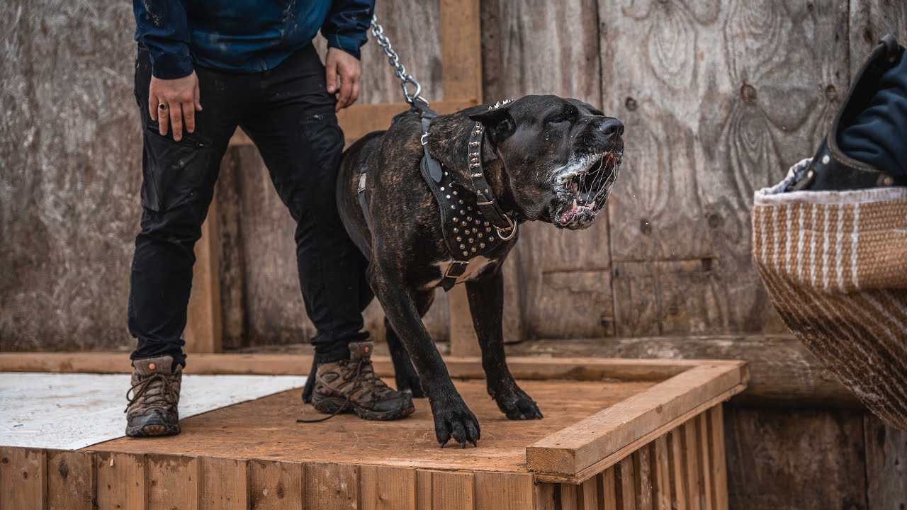 Cane Corso Basic Obedience & Protection Training Session