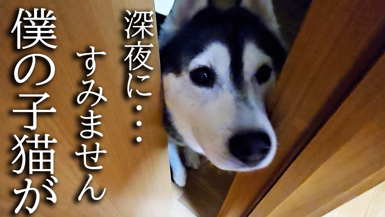 深夜にくんくんハスキー犬が騒いでるのでついて行くと子猫が...