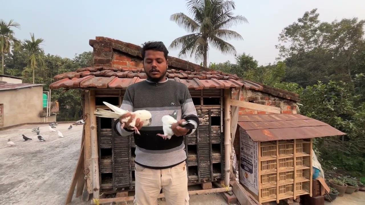 গরম জল খাওয়ালাম পায়রা গুলো কে 🕊️🧿#montuvolg #tranding #pigeon #kabutar #viralvideo #newpost #video