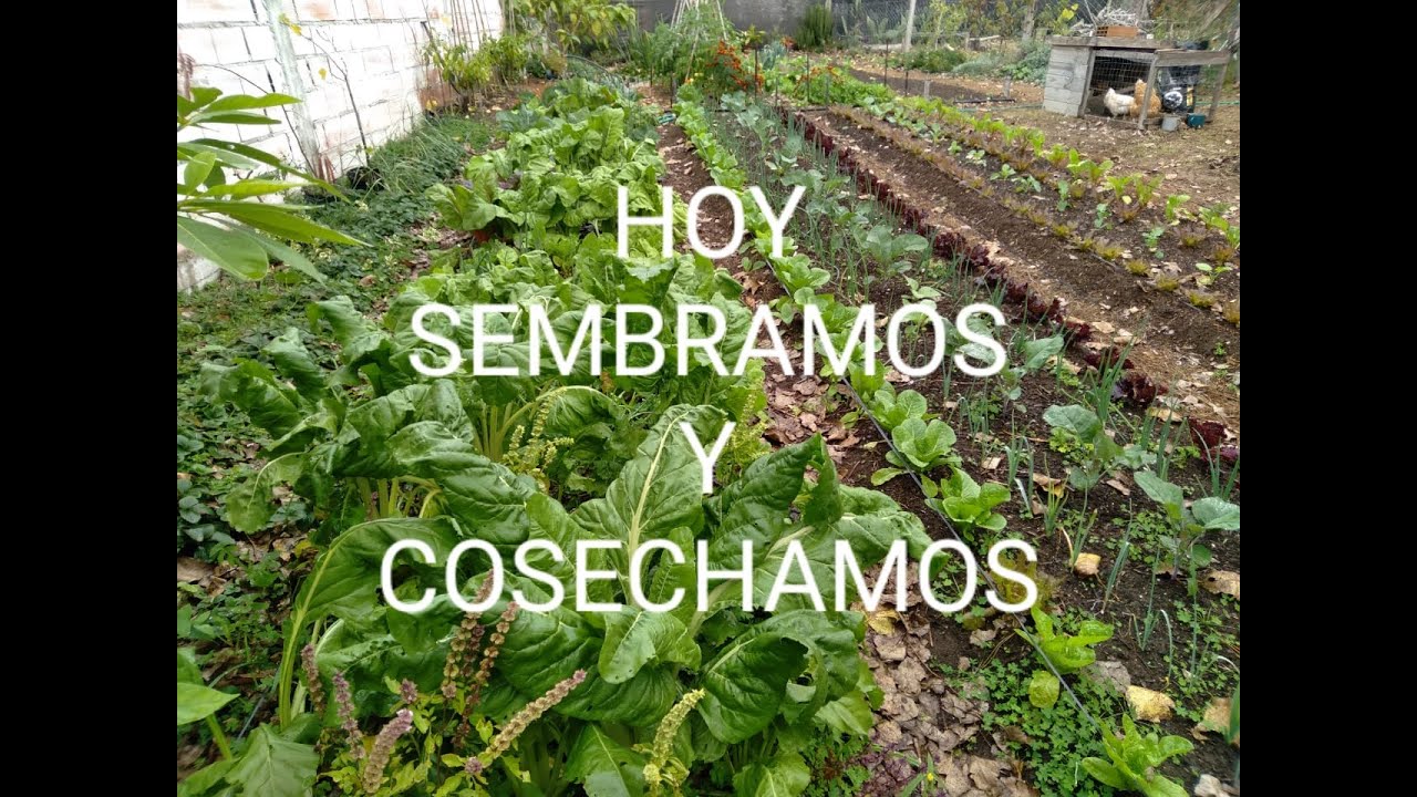 SIEMBRA DE ARVEJAS Y HABAS - COSECHA DE ACELGA
