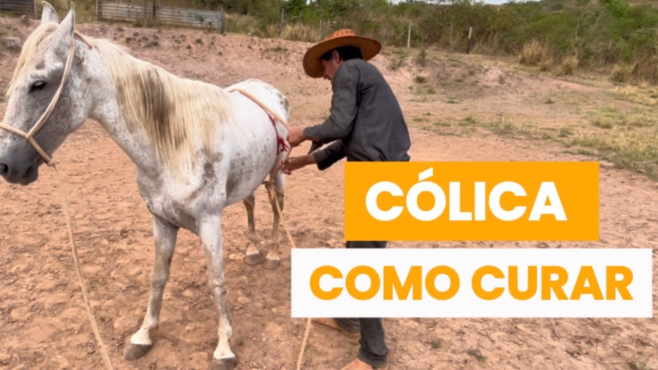 COMO CURAR A CÓLICA DO SEU CAVALO