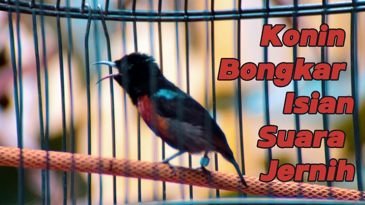 MASTERAN KONIN BONGKAR ISIAN MEWAH. #konin #kolibrininja