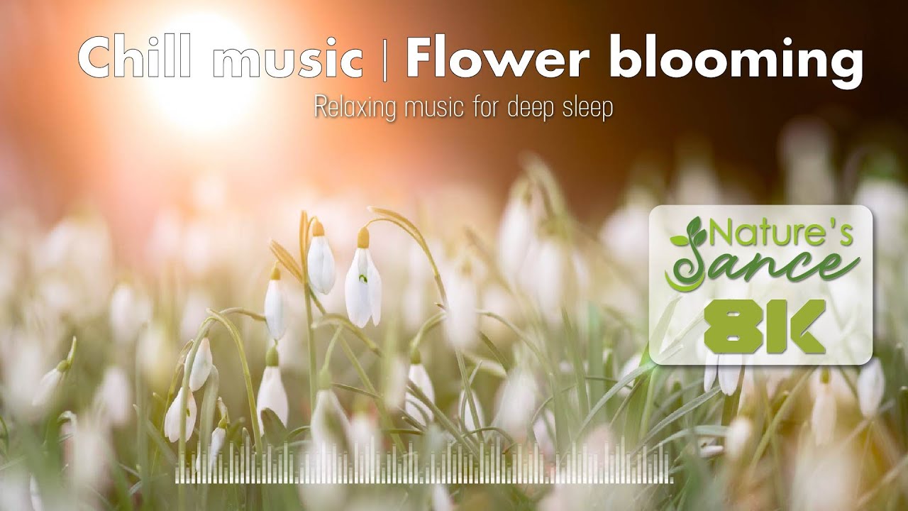 SNOWDROP FLOWER | CHILL MUSIC  &bull; Nature's Dance &bull; Healing Music &bull; Nature 4k Video UltraHD