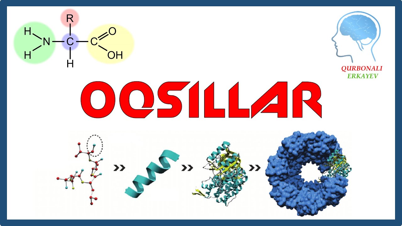 Oqsillarning tuzilishi va biologik xossalari || Оқсилларнинг тузилиши ва биологик хоссалари