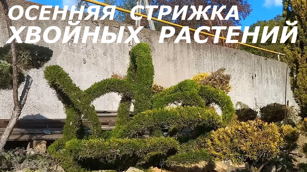 ОСЕННЯЯ  СТРИЖКА  ХВОЙНЫХ  РАСТЕНИЙ