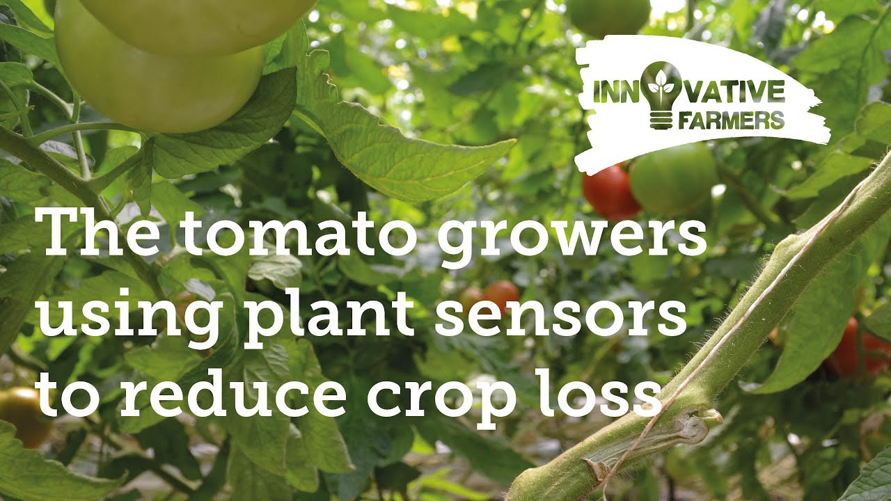 The tomato growers using plant sensors to reduce crop loss