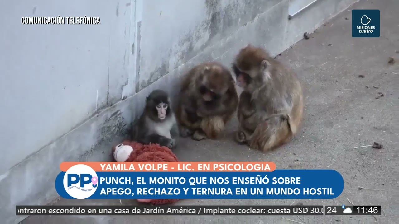 Punch, el monito que nos enseño de apego, rechazo y ternura | Misiones Cuatro