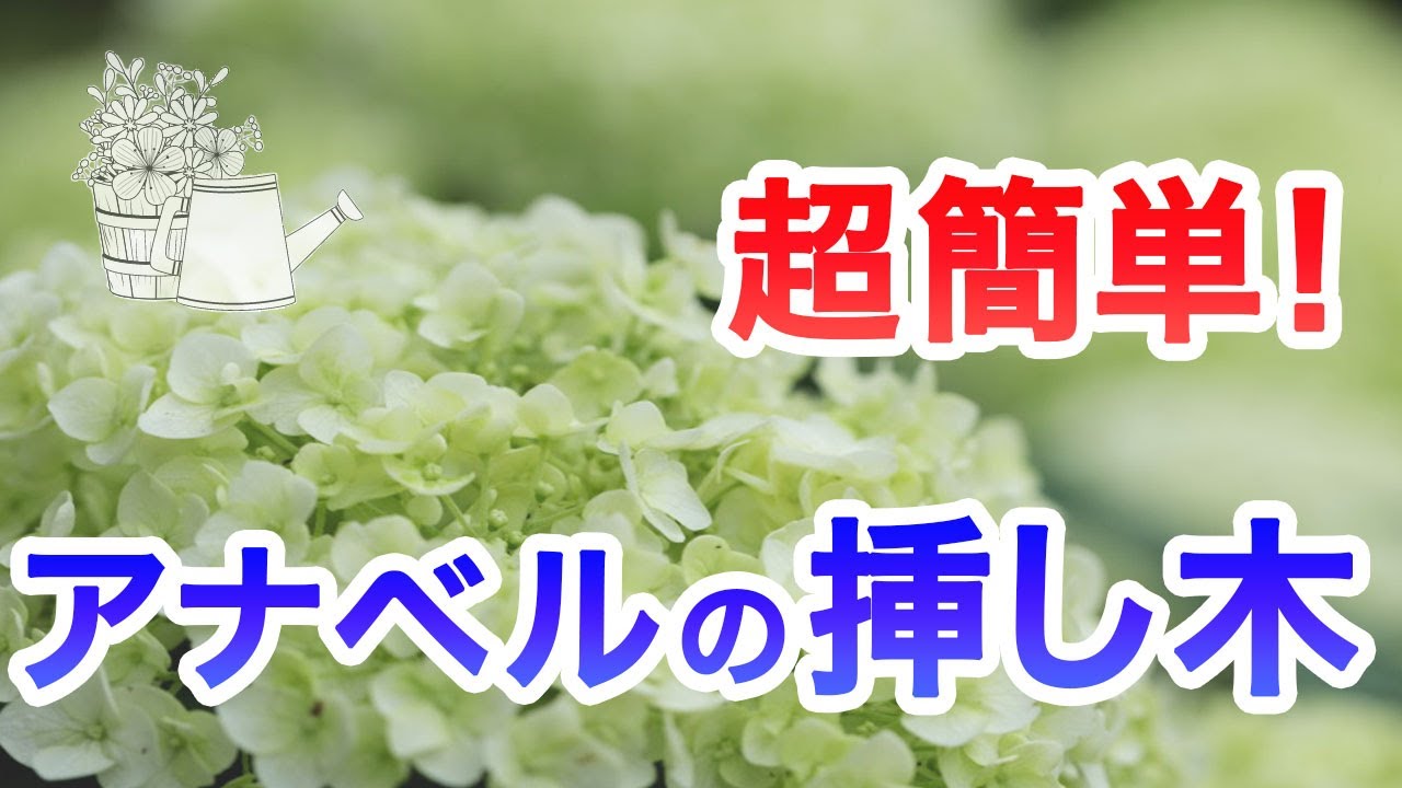 【アナベルの挿し木】【園芸】【ガーデニング】【初心者】【アナベル】