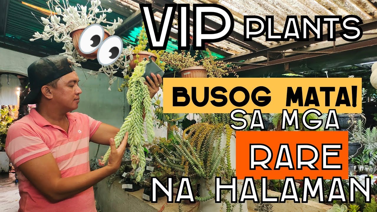 VIP PLANTS | RARE & UNCOMMON SUCCULENTS PLANT THAT ARRIVED IN OUR GARDEN