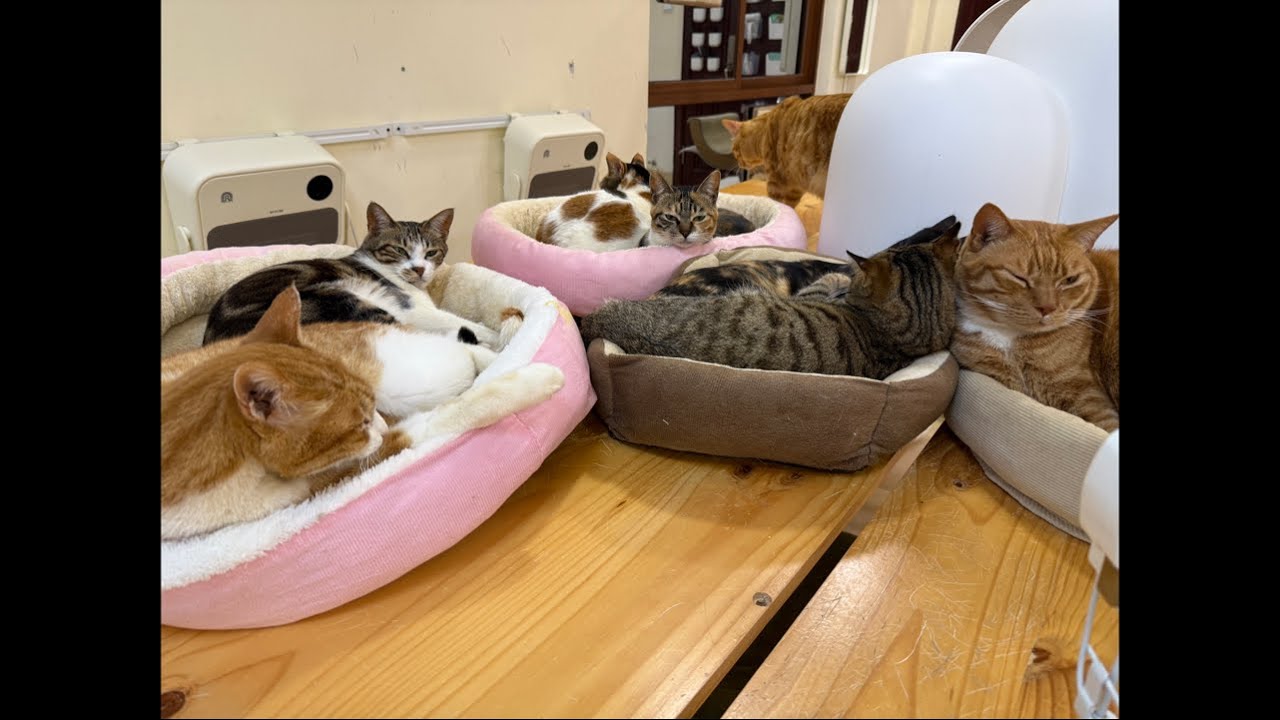 “西樹 Xishu&Cats”正在直播！