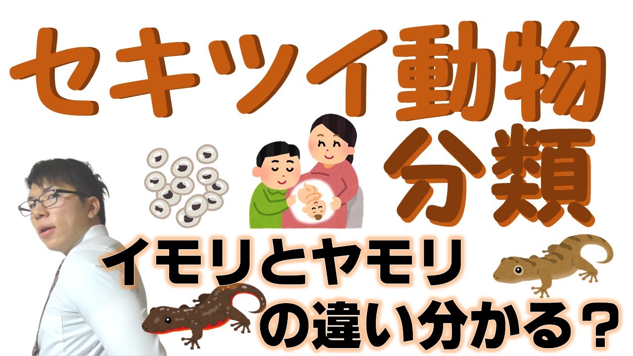 【中学理科】セキツイ動物の分類～５種類の違いを理解しよう～ 2-13【中２理科】