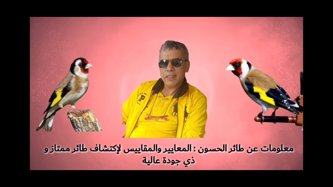 معلومات عن طائر الحسون : المعايير و المقاييس لإكتشاف طائر ممتاز و ذي جودة جودة عالية