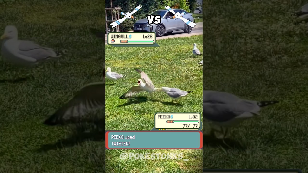 Peeko 🕊️ vs Wingull 🕊️ irl #pokemon #pok&eacute;mon #pokemonmemes #pokemoncommunity #memes #fypシ゚viral