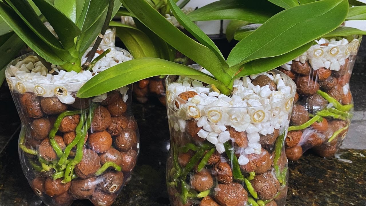 DEPOIS QUE CRIEI ESSE MÉTODO NUNCA MAIS PERDI ORQUÍDEA