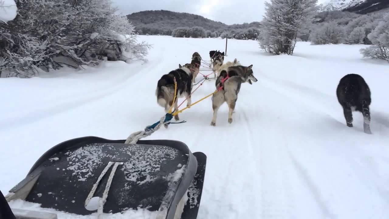 Siberianos de Fuego - Trineo de Perros Huskies - Ushuaia, Argentina