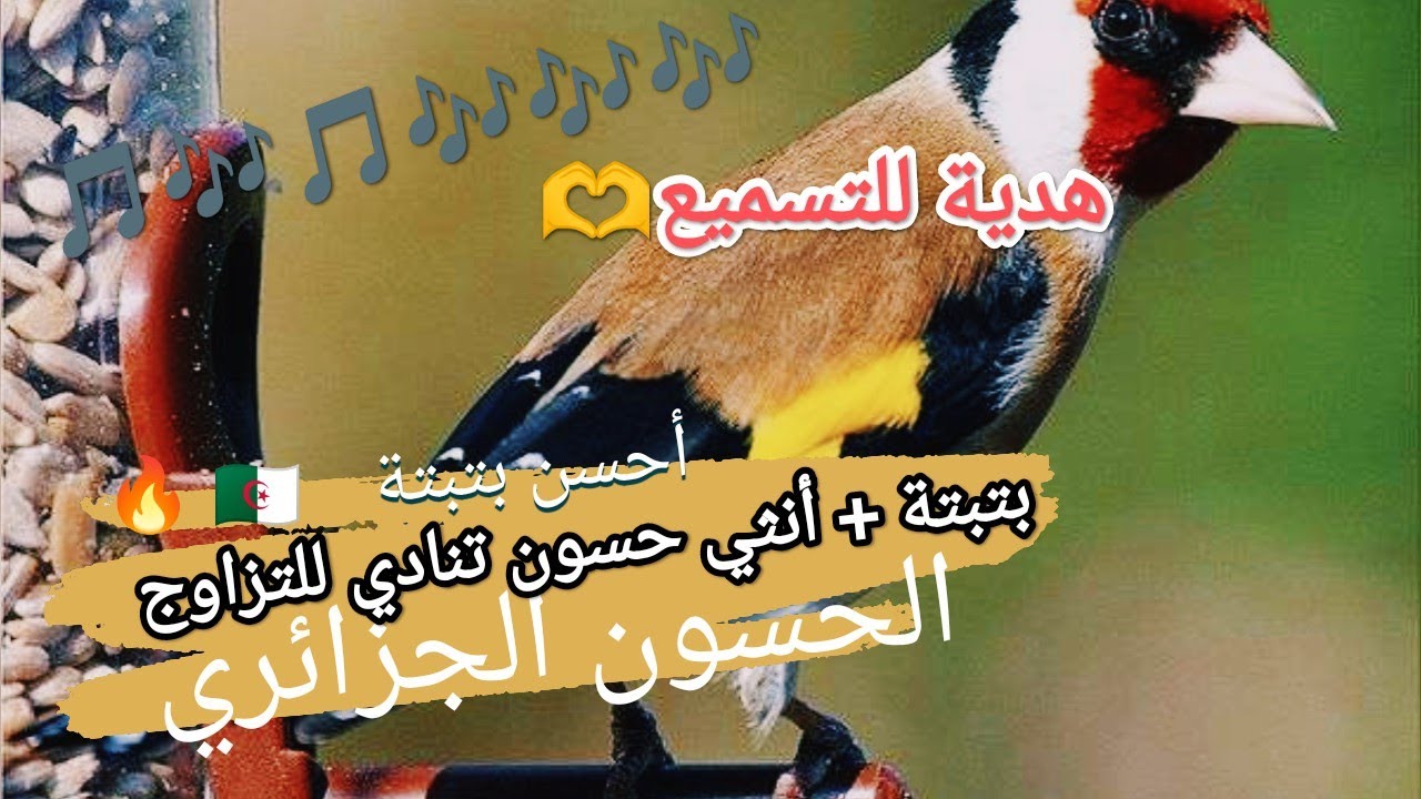أفضل بتبتة تحفز علي تغريد و تجهيز الحسون للتزاوج,متعة الحسون
