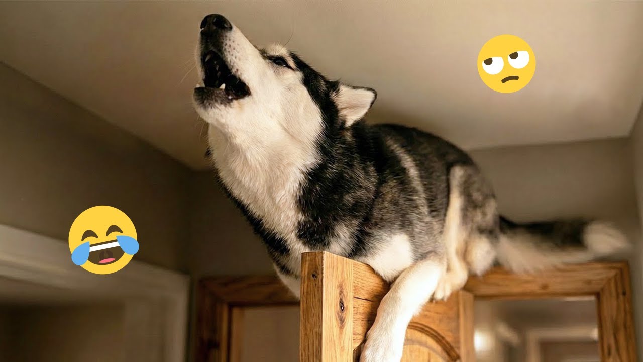 Funny Dogs Compilation – Best Dog Videos 2025 🐕🤣 #35