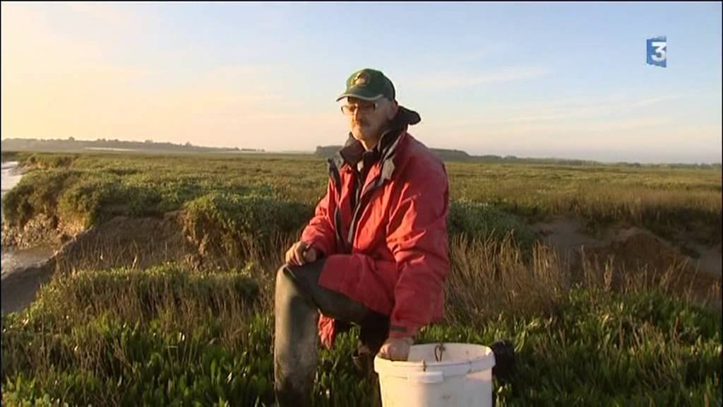 En Baie de Somme, la cueillette des plantes marines, un métier de pêche à pied