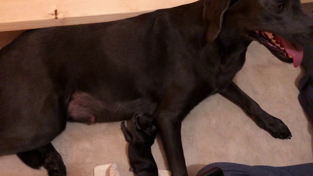 AMAZING BIRTH OF THE CUTEST PUPPIES EVER! CHARCOAL & SIlVER LABRADOR RETRIEVERS DAY 1