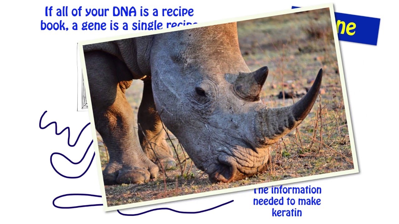 What is DNA?