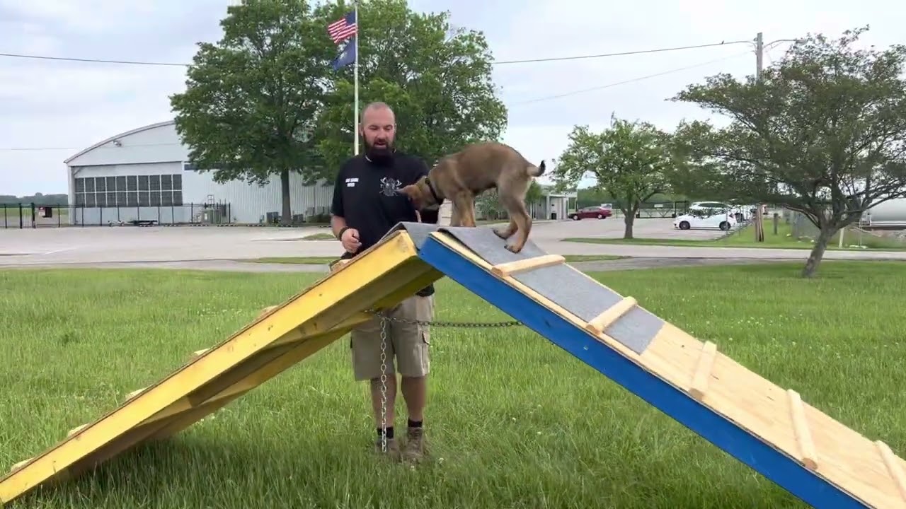 Ares Vom Hamundr puppy obedience and obstacle confidence training