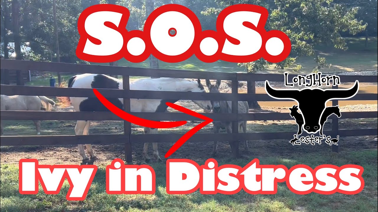 Donkey In Distress: made before Dixie’s passing