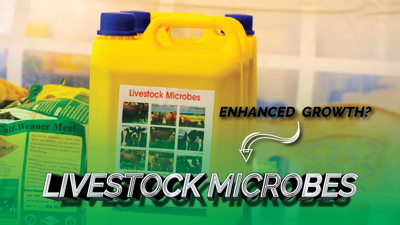 The Game Changing Product You Didn't Know About - MolaPlus Livestock Microbes