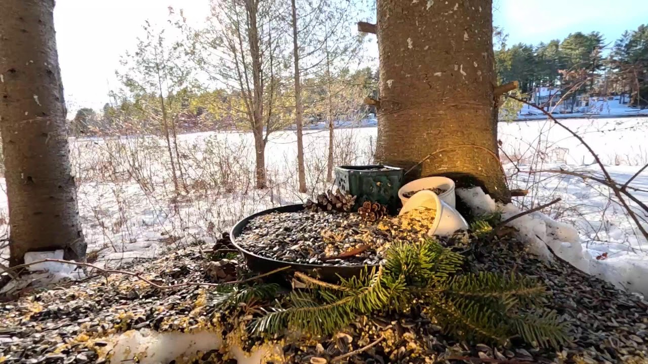 Squirrel 🐿️ excitement and Eastern Birds live in Maine 🪶.