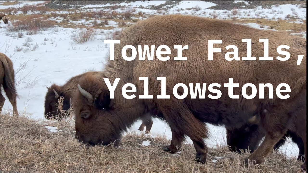 Tower Falls, Yellowstone