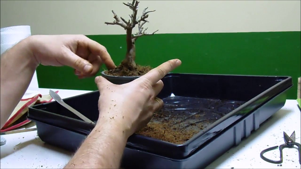 Trasplante de un Arce Burgueriano Mame. Trasplante de un bonsai