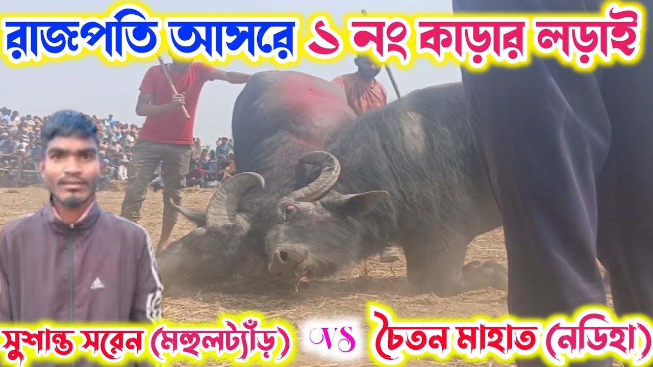 রাজপতি আসরে ১ নং কাড়ার লড়াই সুশান্ত সরেন কাড়ার লড়াই 
