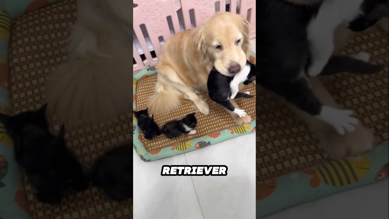 This cat still thinks the Golden Retriever is her mom ❤