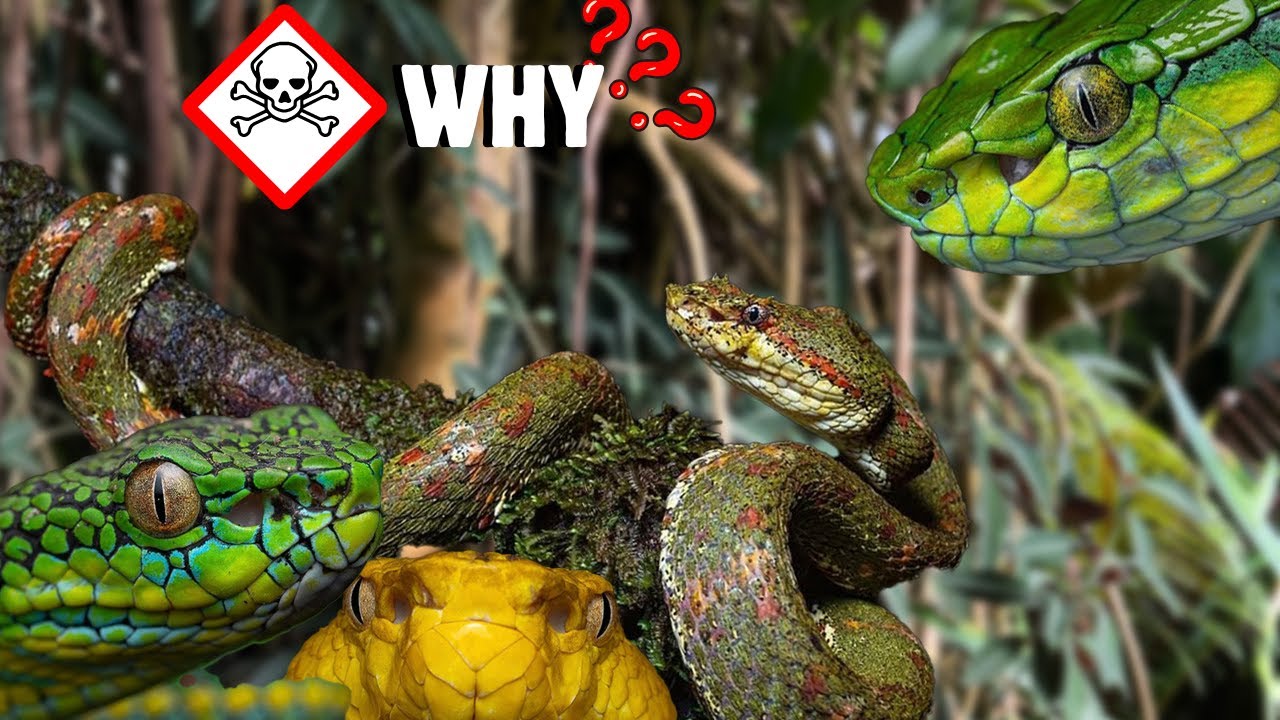 All about Herping E.H.P. Ep. 13 with Guillem Lima Herpetoloco